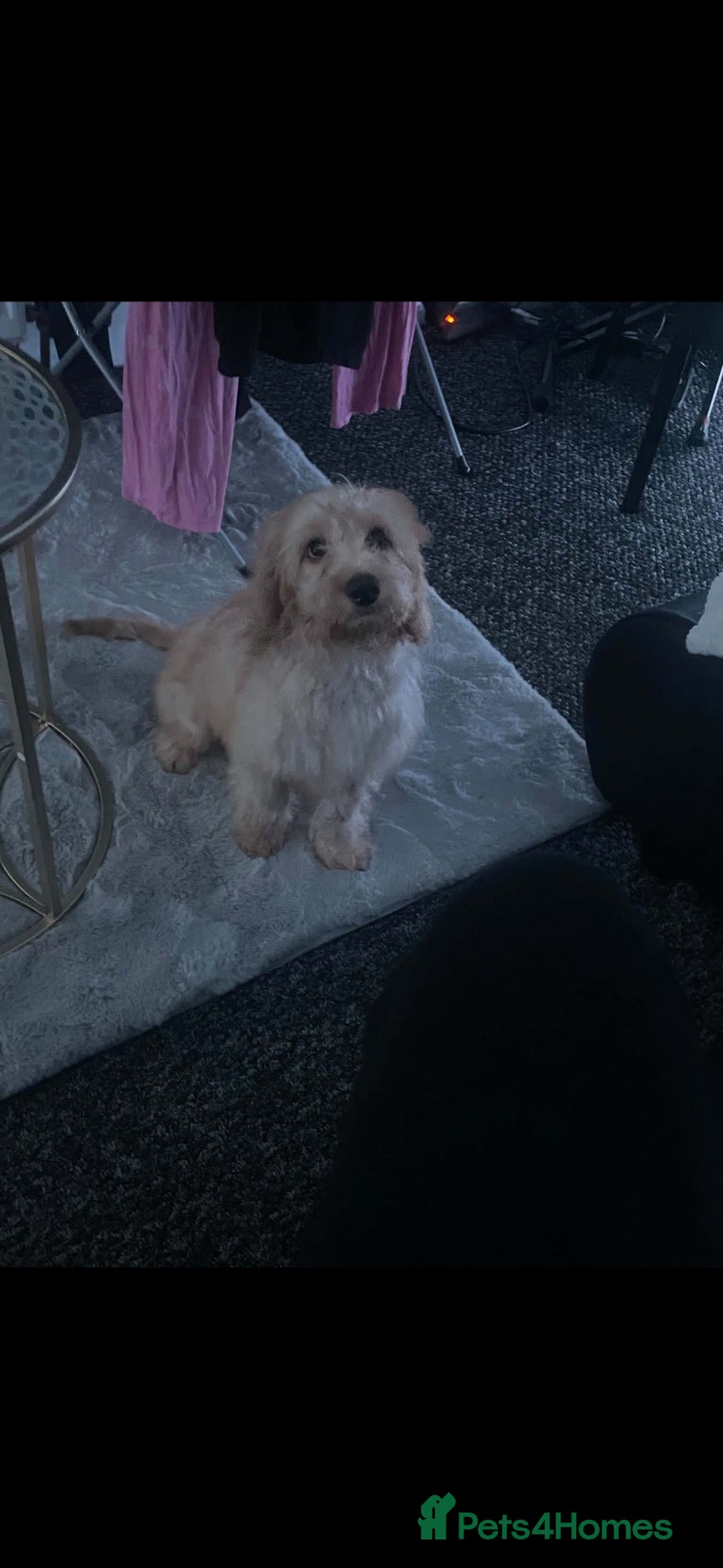 Cockapoo dogs Golden cockerpoo - Advert 17