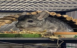 Chinchilla rodents for sale: 2 Male Chinchillas 18months old  - Image 1