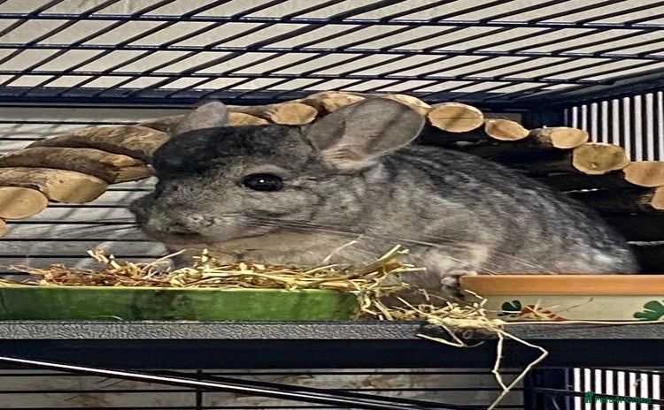 Chinchilla rodents - Advert 1