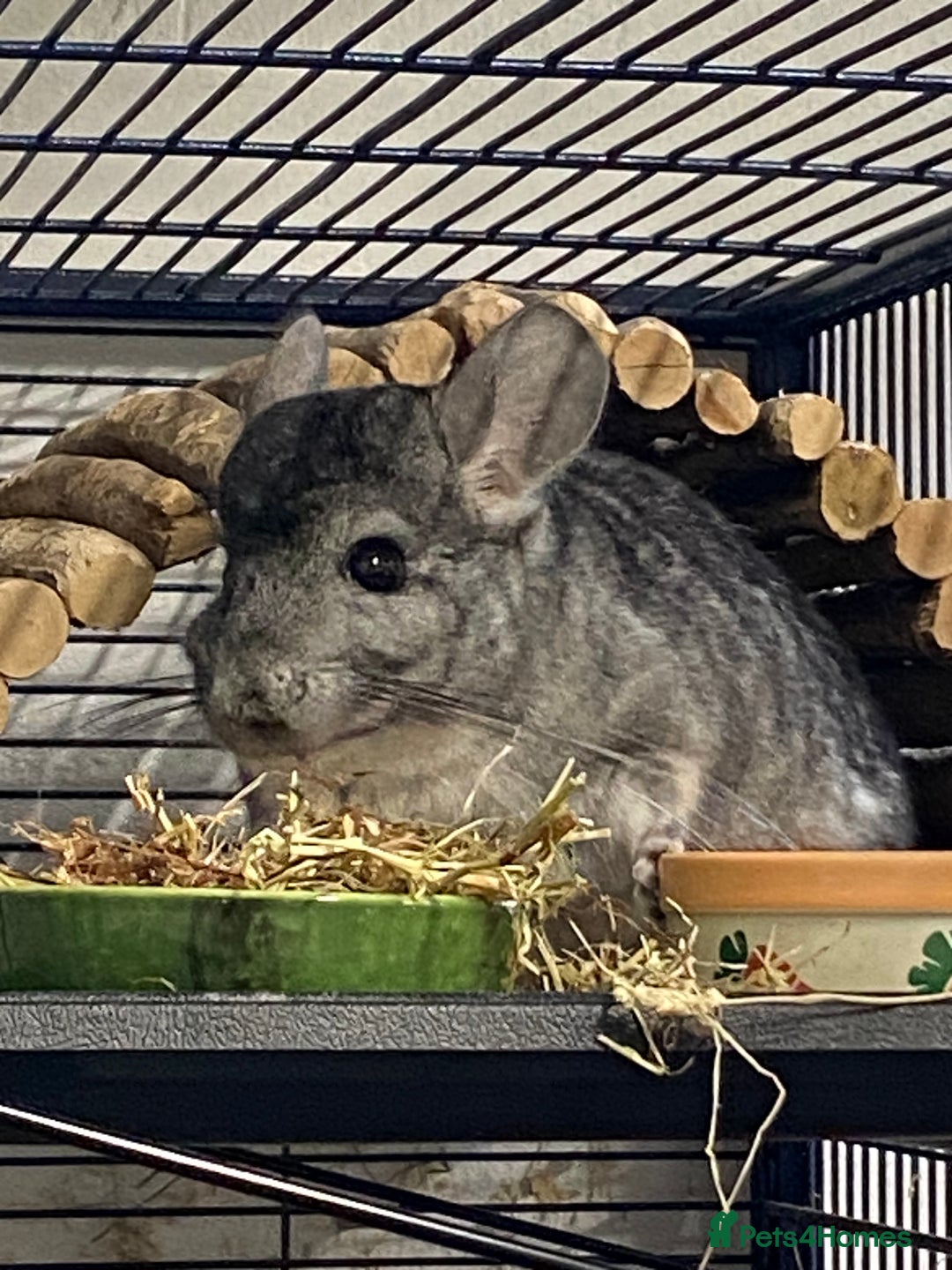 Chinchilla rodents for sale: 2 Male Chinchillas 18months old  - Image 1