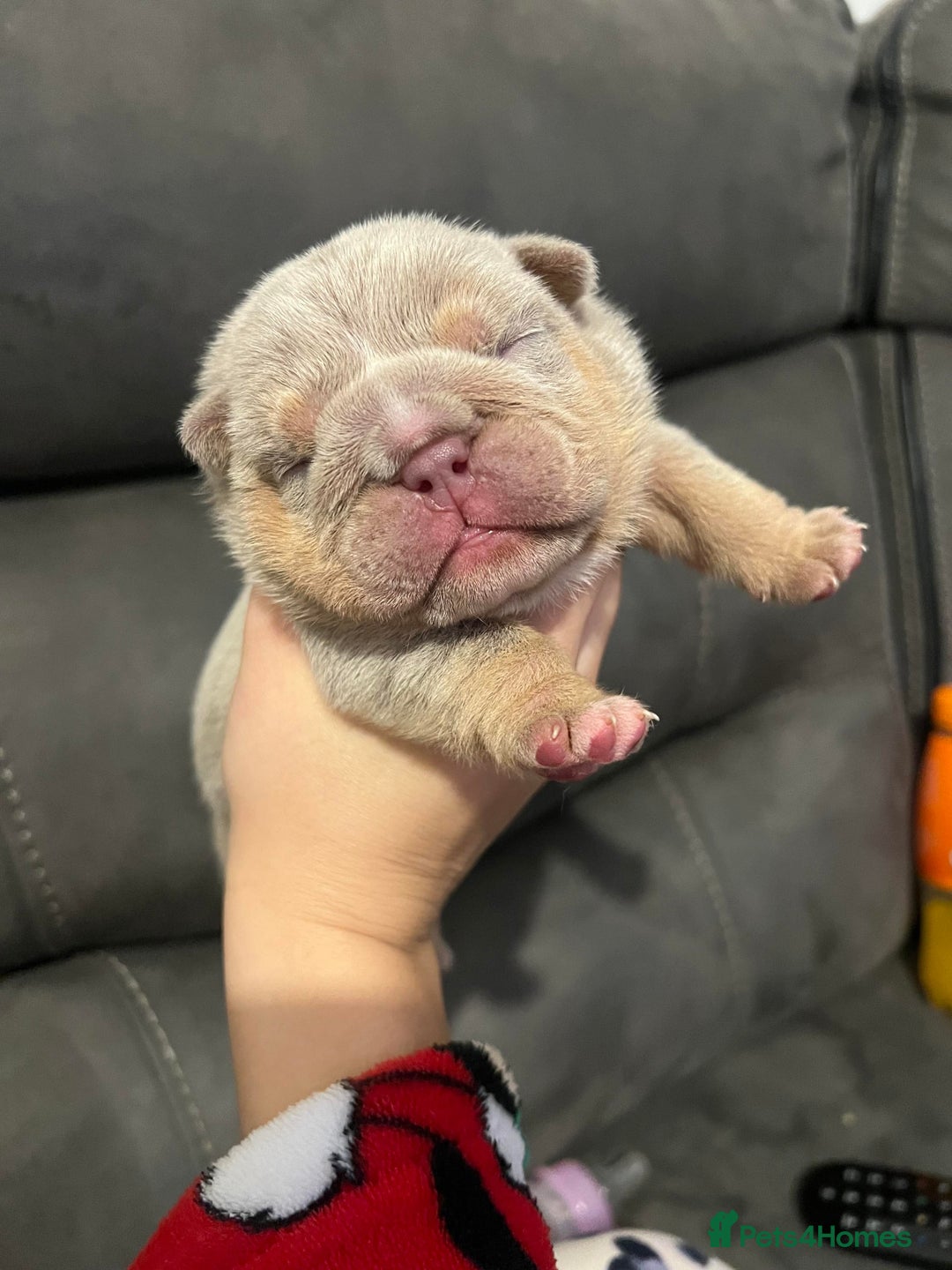 English Bulldog dogs for stud: Chocolate and tan English bulldog  in Sunderland - Image 3