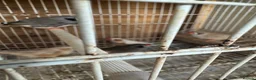 Mixed Breed birds for sale: Mix breed Canary and Zebra finches  - Advert 5