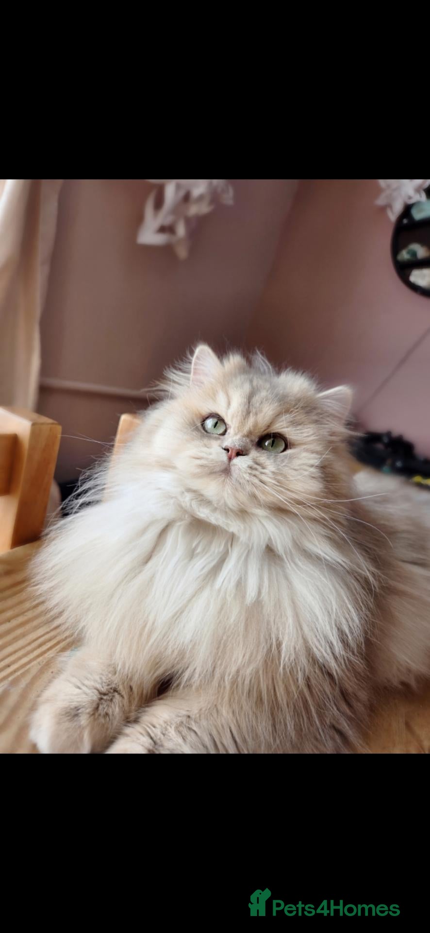 British Shorthair cats 🔯 Stunning Black Golden ♂️🐈🔯 - Advert 2