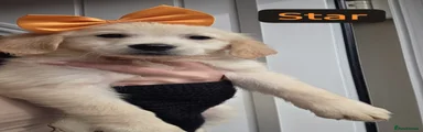 Star Puppy 7