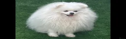 Pomeranian dogs for sale: Russian coated bear face Pomeranian - Advert 1