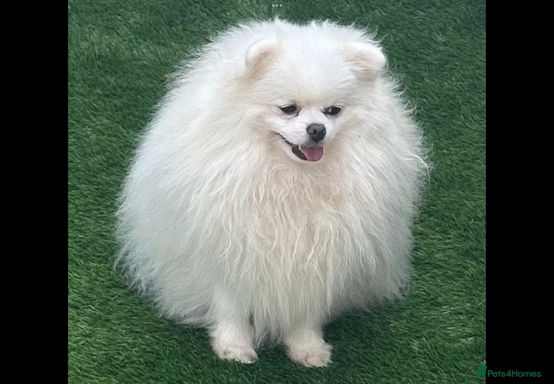 Pomeranian dogs for sale: Russian coated bear face Pomeranian - Advert 1