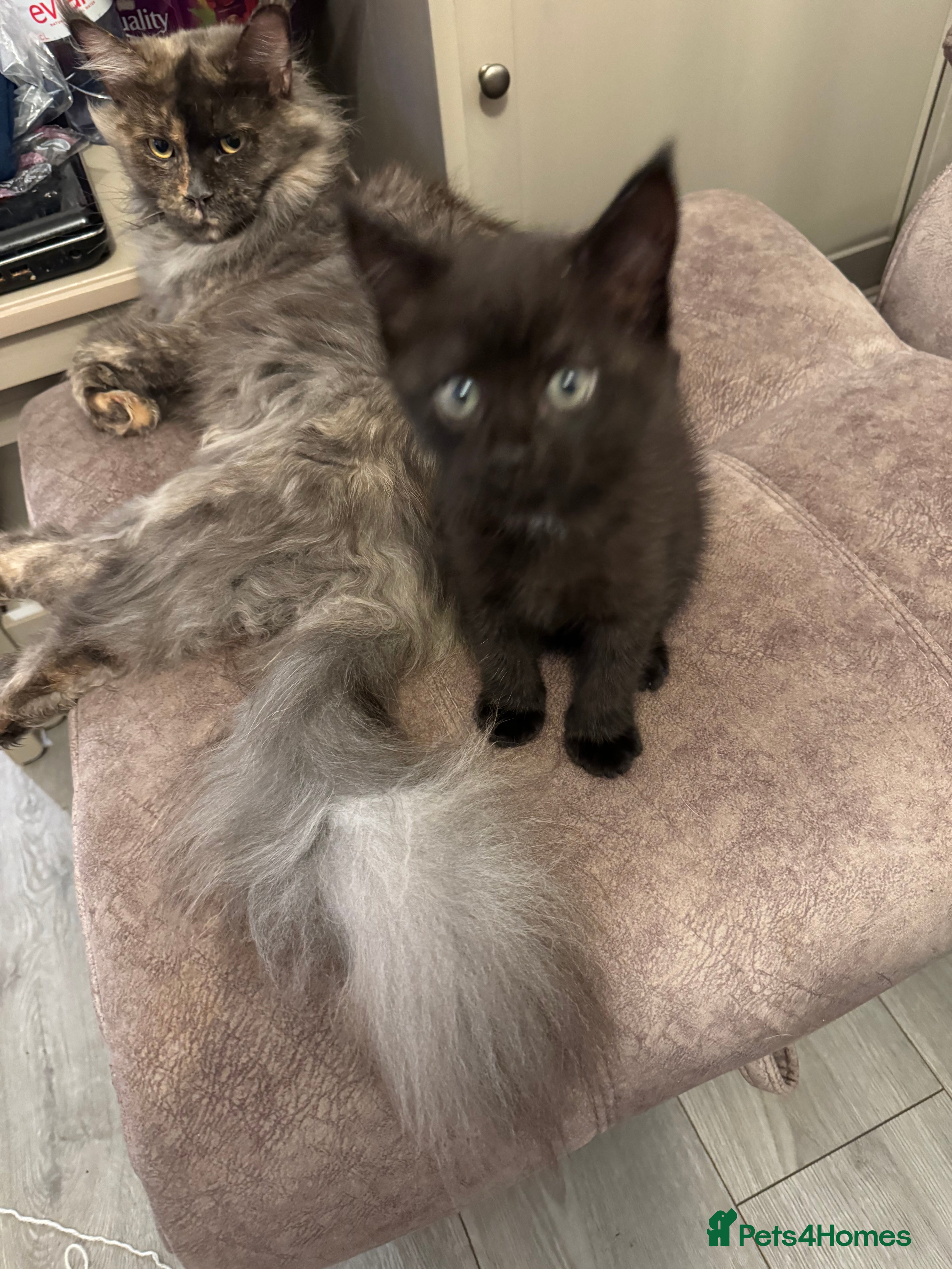 Mixed Breed cats Half mainecoon half moggy girl in Ivybridge - Advert 1