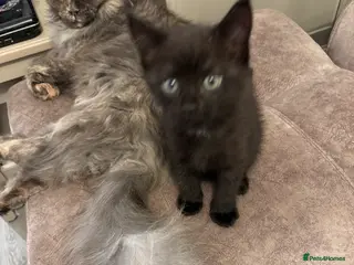 Mixed Breed cats Half mainecoon half moggy girl in Ivybridge - Advert 1