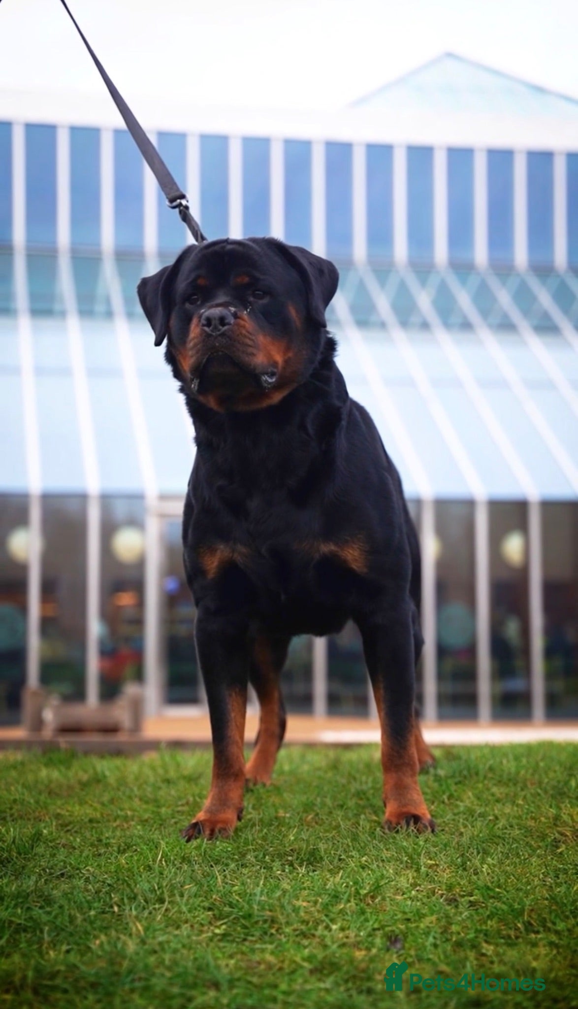 Rottweiler dogs KC Registered Health Tested Rottweiler Stud - Advert 2