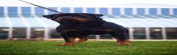 Rottweiler dogs for stud: KC Registered Health Tested Rottweiler Stud - Advert 2