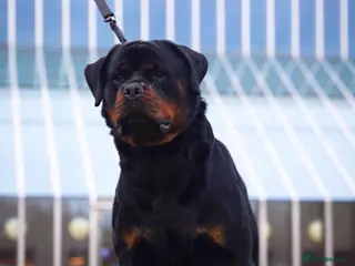 Rottweiler dogs KC Registered Health Tested Rottweiler Stud - Advert 2