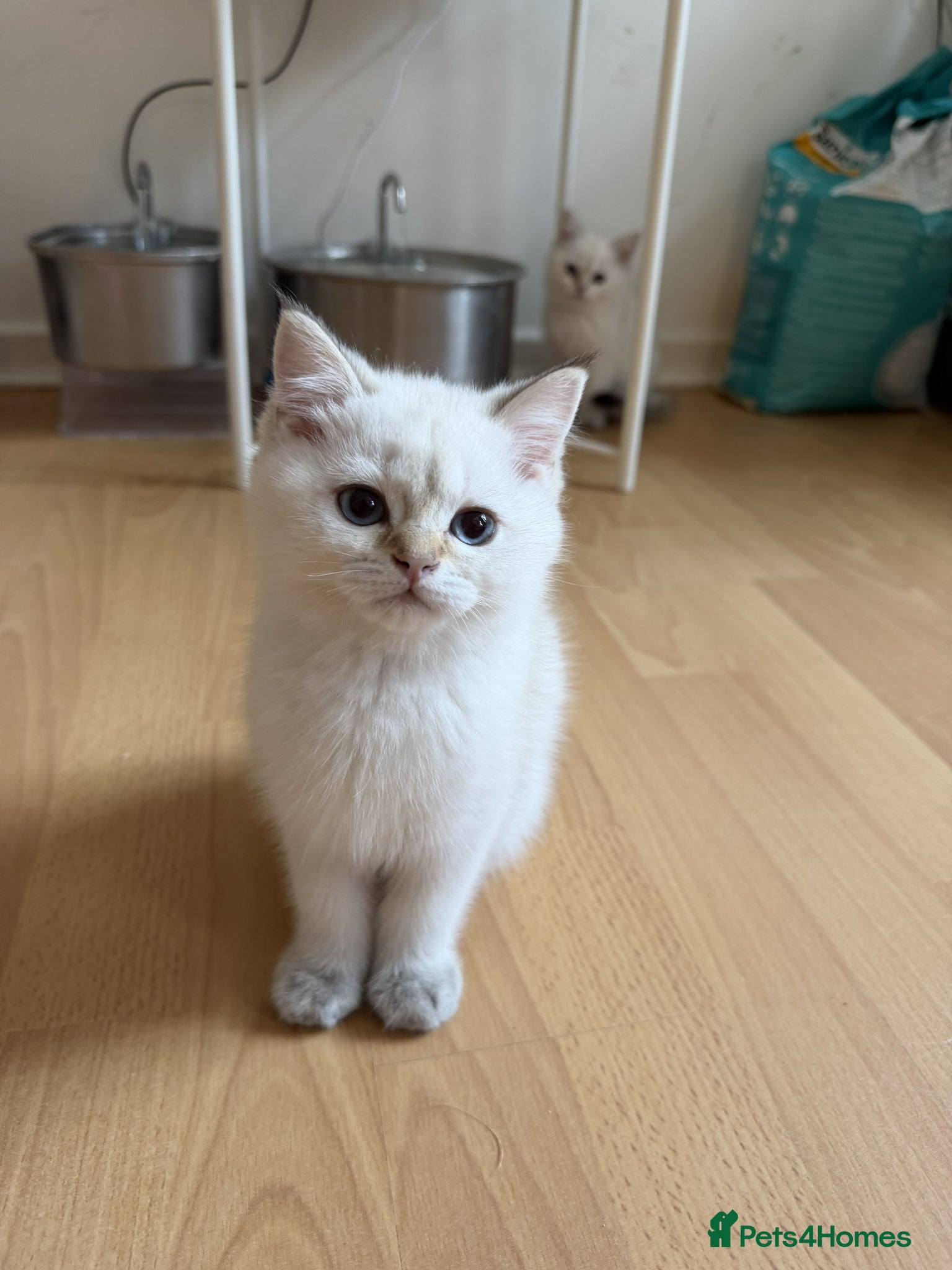 British Shorthair cats for sale: Stunning British shorthair & Longhair kittens - Advert 21
