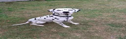 Dalmatian dogs for stud: Kalvadene nick of time - Stud Dog  in Stoke-on-Trent - Advert 4