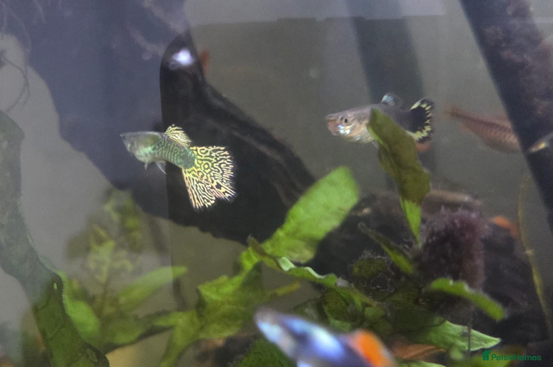 Rainbow Fish fish Mixed Guppies - Advert 3