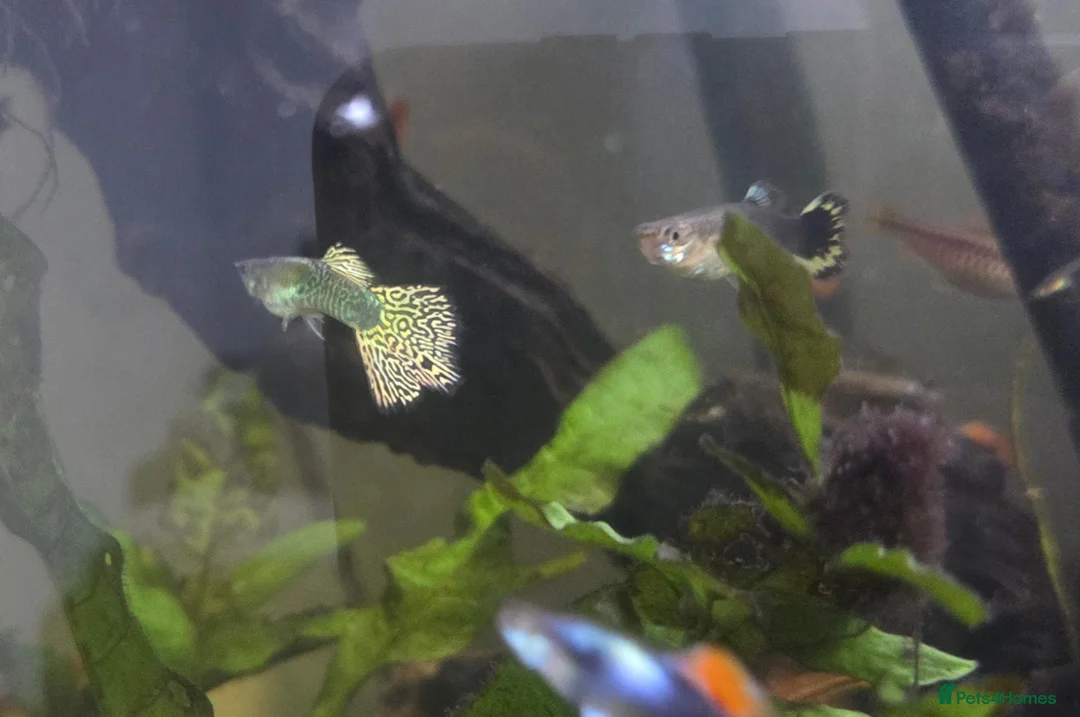 Rainbow Fish fish for sale: Mixed Guppies in Honiton - Advert 1
