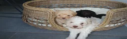 Schnoodle dogs for sale: Beautiful Schnoodle puppies  - Advert 9