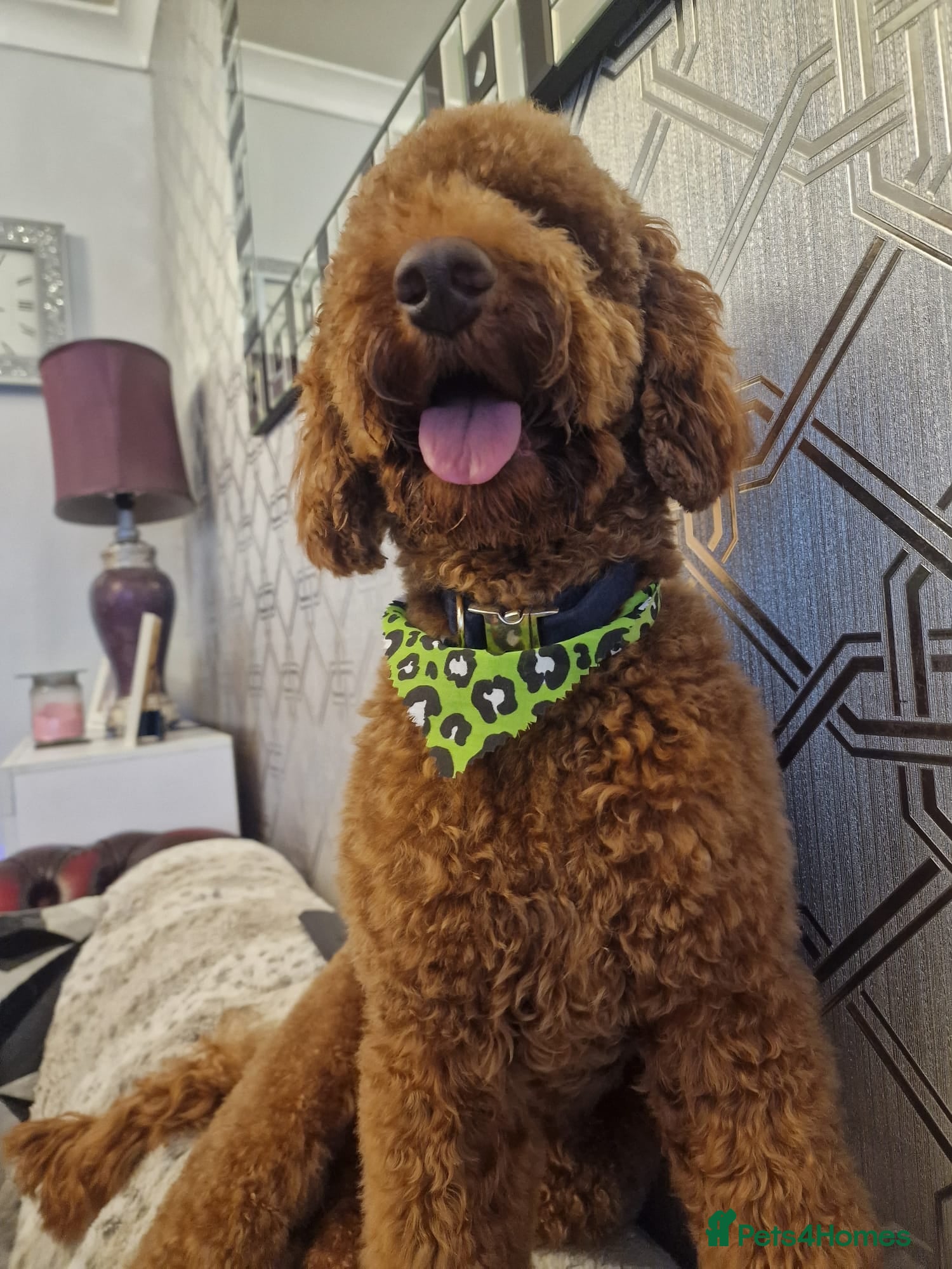 Cockapoo dogs Cockerpoo - Advert 2