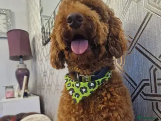 Cockapoo dogs Cockerpoo - Advert 2