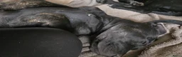 Mixed Breed dogs for sale: ONLY 3 LEFT - Corsodors - Labrador X Corso Puppies - Advert 18