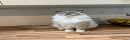 Ragdoll cats for sale: Handsome male Ragdoll for sale  - Advert 6