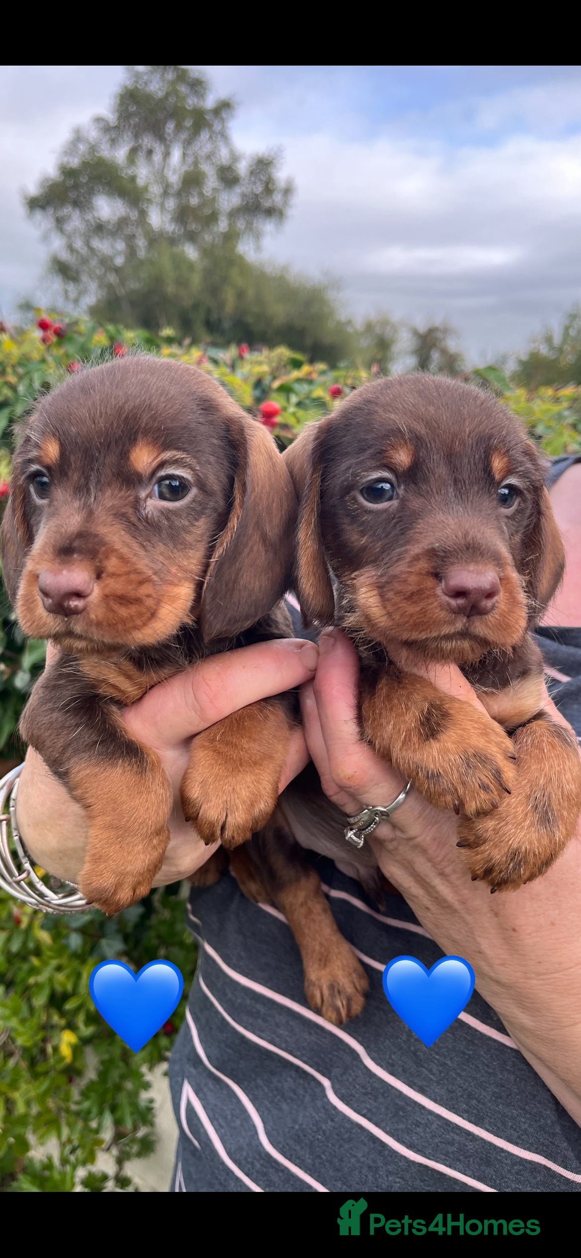 Mixed Breed dogs Beautiful Docker puppies - Advert 10