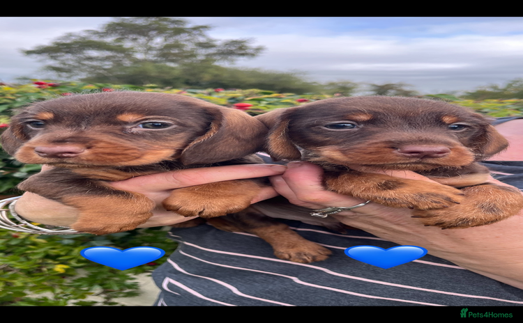 Mixed Breed dogs - Advert 2