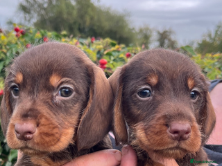 Mixed Breed dogs - Advert 20