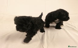 Yorkiepoo dogs for sale: Tiny Yorkipoos beautiful fluff balls puppies - Image 2