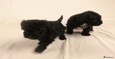 Yorkiepoo dogs - Advert 6
