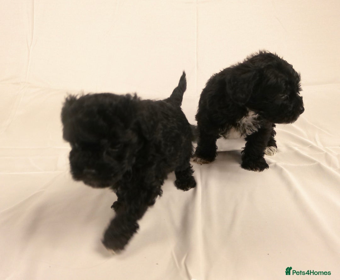 Yorkiepoo dogs for sale: Tiny Yorkipoos beautiful fluff balls puppies - Image 2