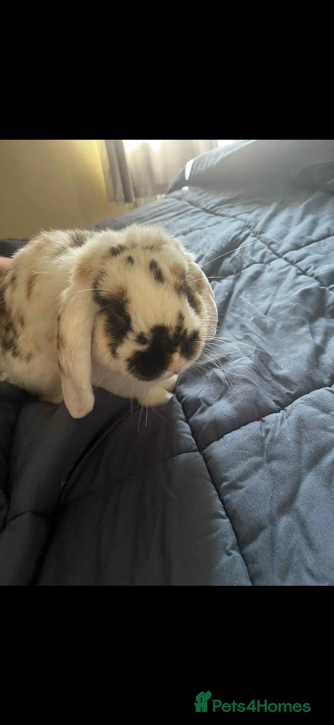 English rabbits for sale: Rabbits for rehoming  - Advert 9