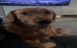 Golden Retriever dogs for sale: Two Golden retriever dogs for rehoming  - Image 6