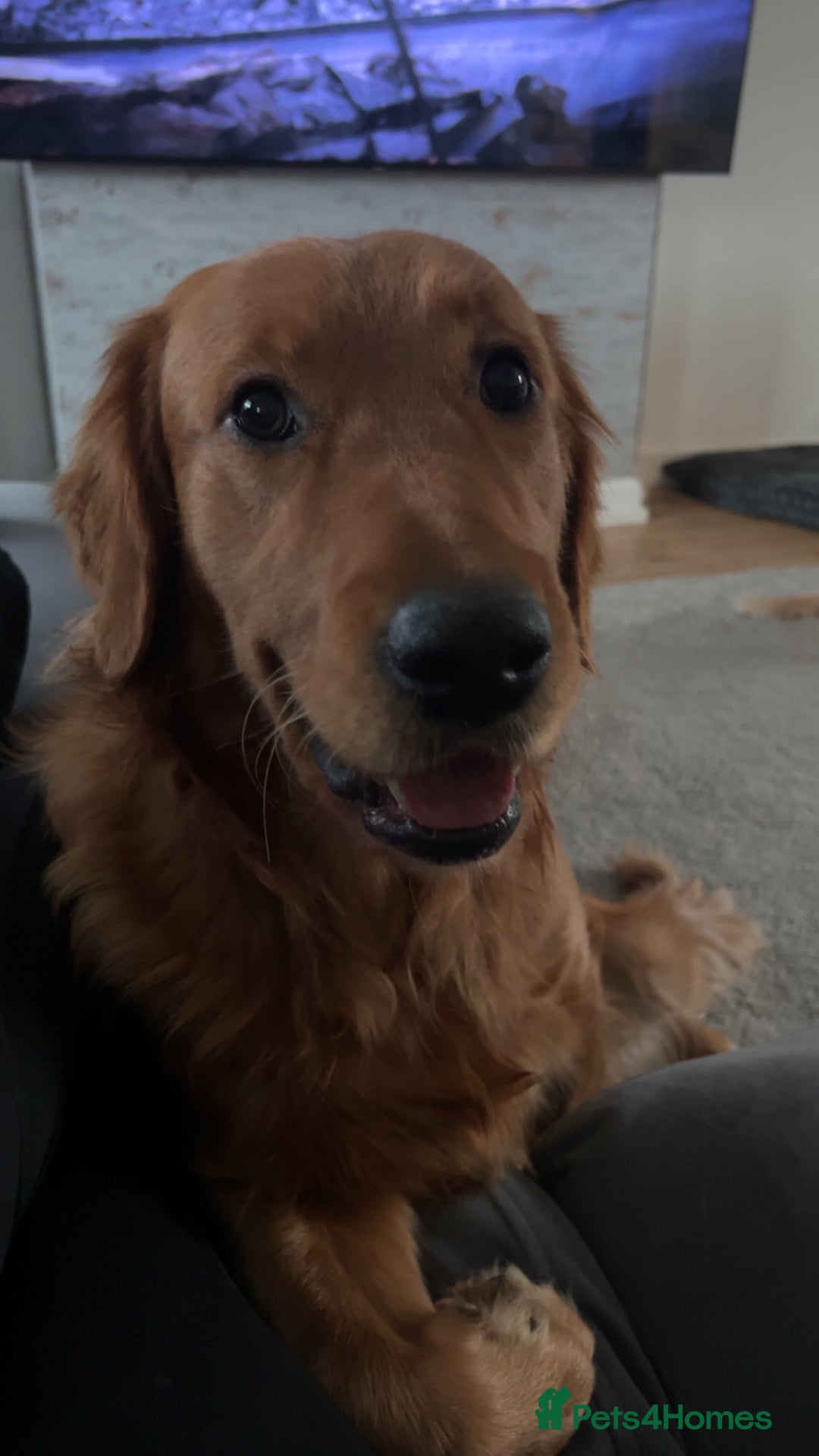 Golden Retriever dogs for sale: Two Golden retriever dogs for rehoming  - Image 6