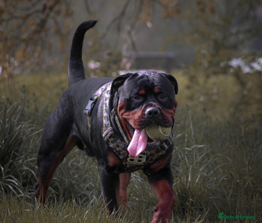 Rottweiler dogs for sale: 9 beautiful Rottweiler puppies for sale  - Advert 19