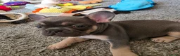 French Bulldog dogs for sale: Adorable French bulldog pups for sale  in Ware - Advert 19