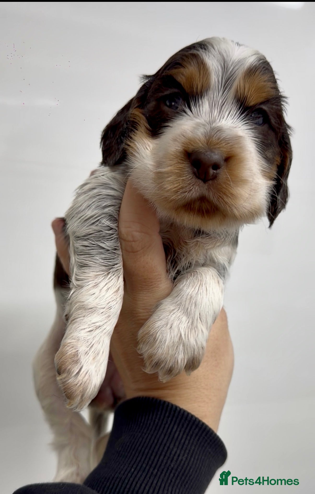 Cocker Spaniel dogs TRUE TO TYPE SHOW COCKER SPANIELS - Advert 1