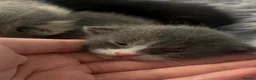 Russian Blue cats for sale: russian blue cross domestic short hair  - Advert 7
