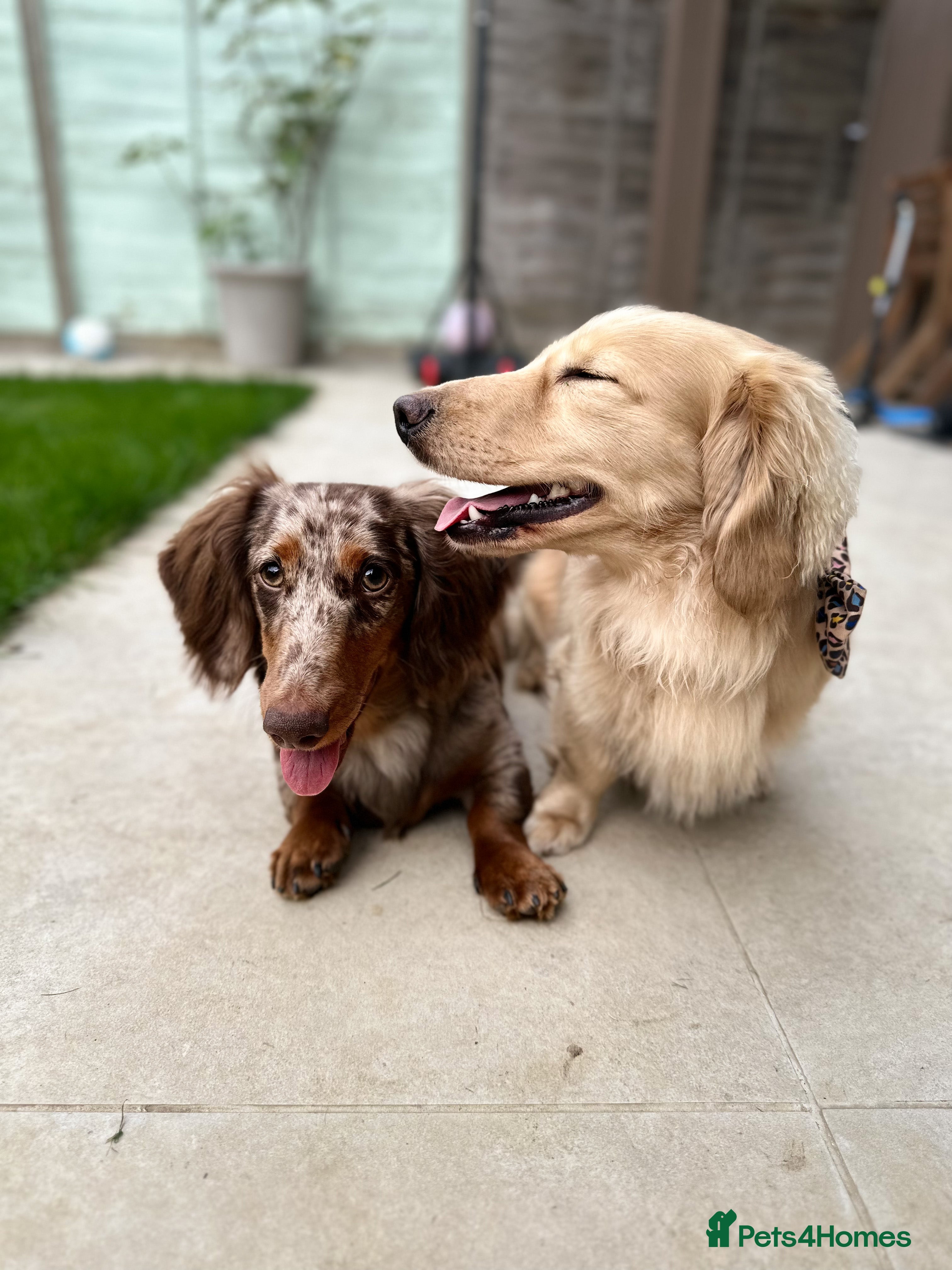 Miniature Dachshund dogs ONLY REHOMING TOGETHER Bo & Evie mini dachshunds  - Advert 5