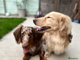 Miniature Dachshund dogs - Advert 32