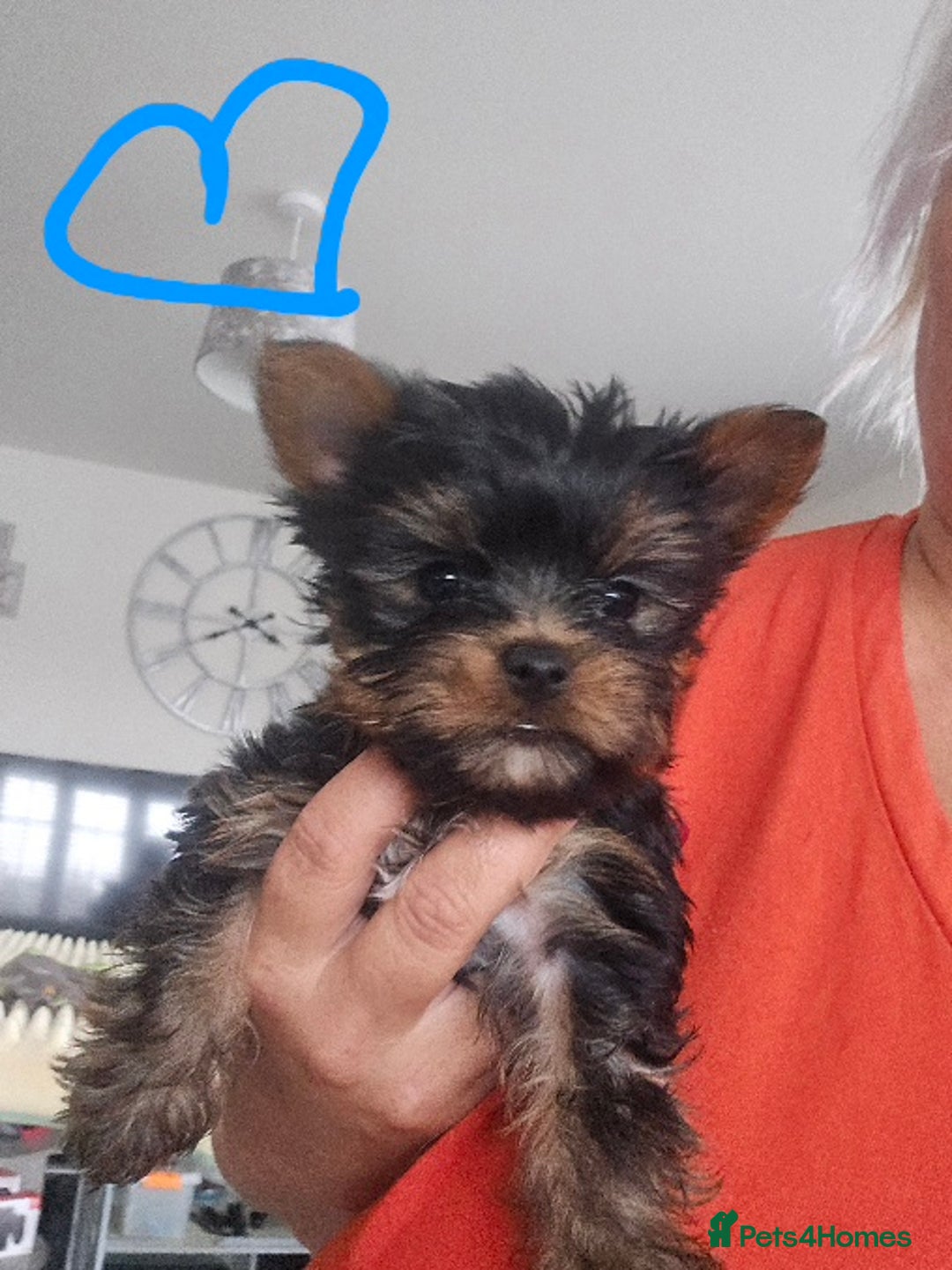 Yorkshire Terrier dogs for sale: Tiny gorgeous baby boys - Image 14