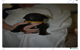 Staffordshire Bull Terrier dogs for sale: Kc registered Staffordshire Bull terrier pups - Image 7