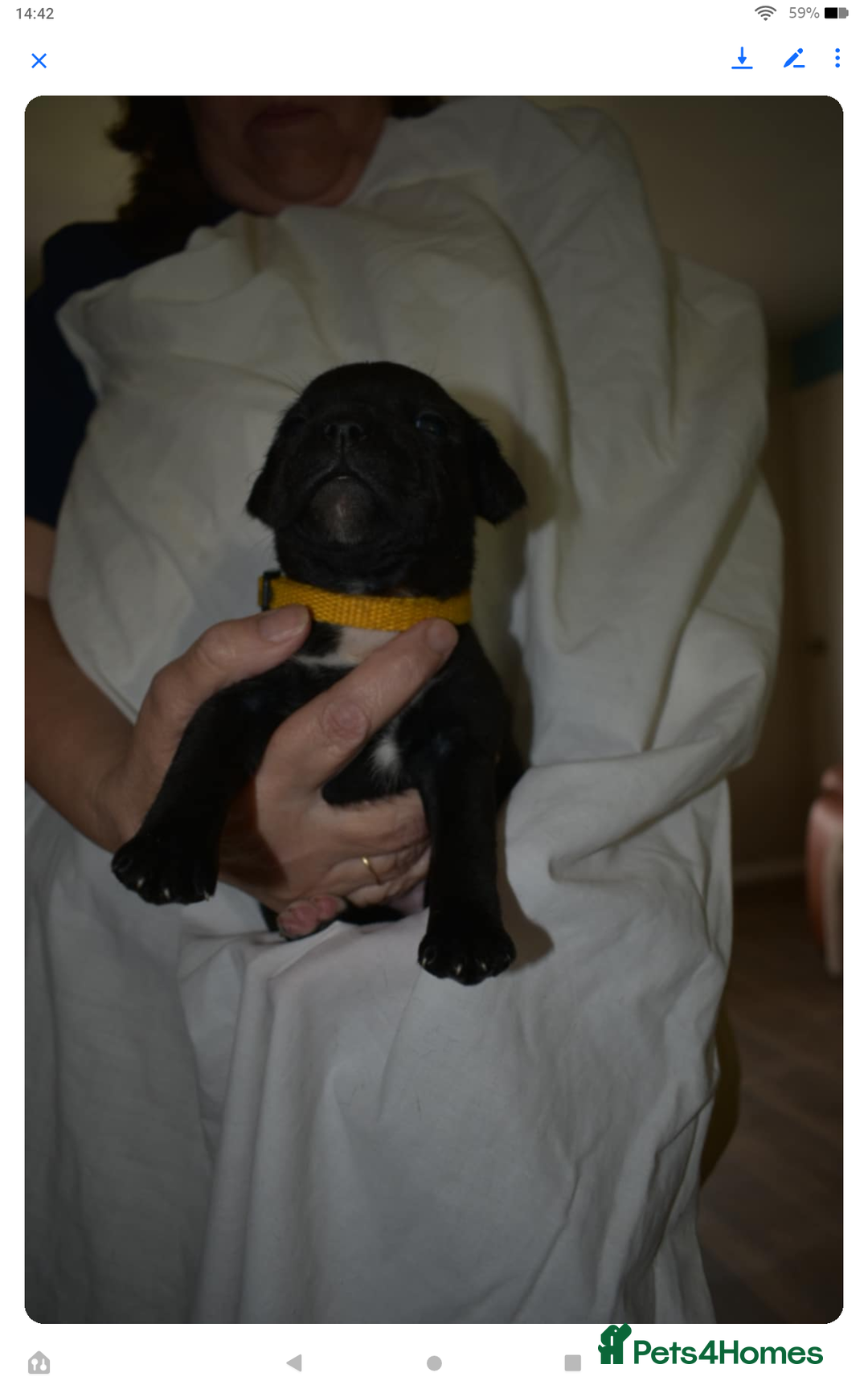 Staffordshire Bull Terrier dogs for sale: Kc registered Staffordshire Bull terrier pups - Image 7