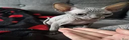 Sphynx cats for sale: Canadian sphynx kittens looking for home - Advert 19