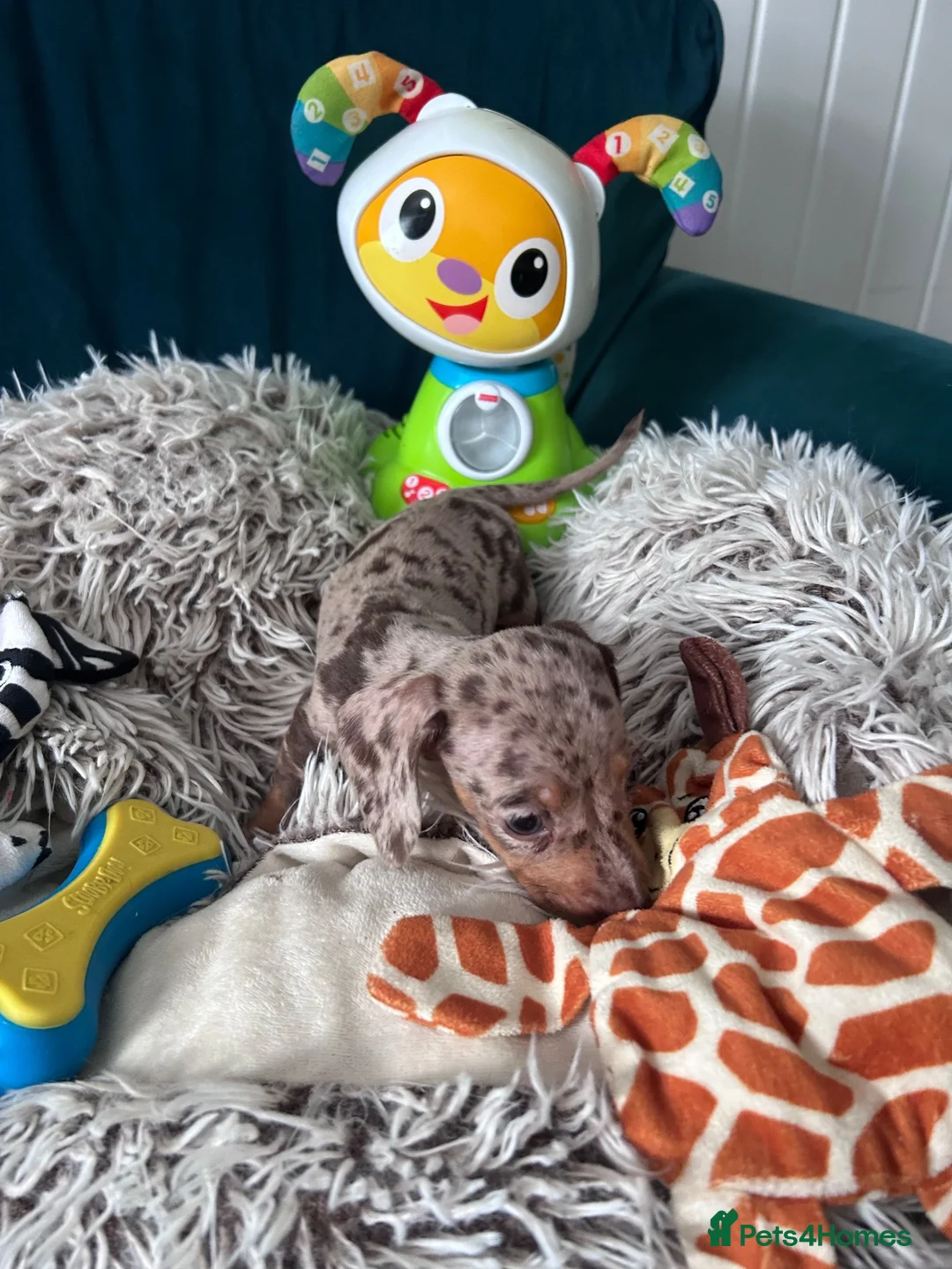 Miniature Dachshund dogs for sale: 🐾 Beautiful Miniature Dachshund Puppies  - Advert 30