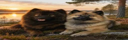 Eurasier dogs for sale: EXQUISPITZ Lovingly home reared Euraiser Puppies  - Advert 1