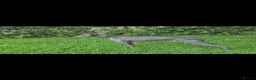Whippet dogs for sale: KC Whippet Puppies - Advert 12