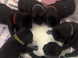 Patterdale Terrier dogs Patterdale terrier - Advert 14