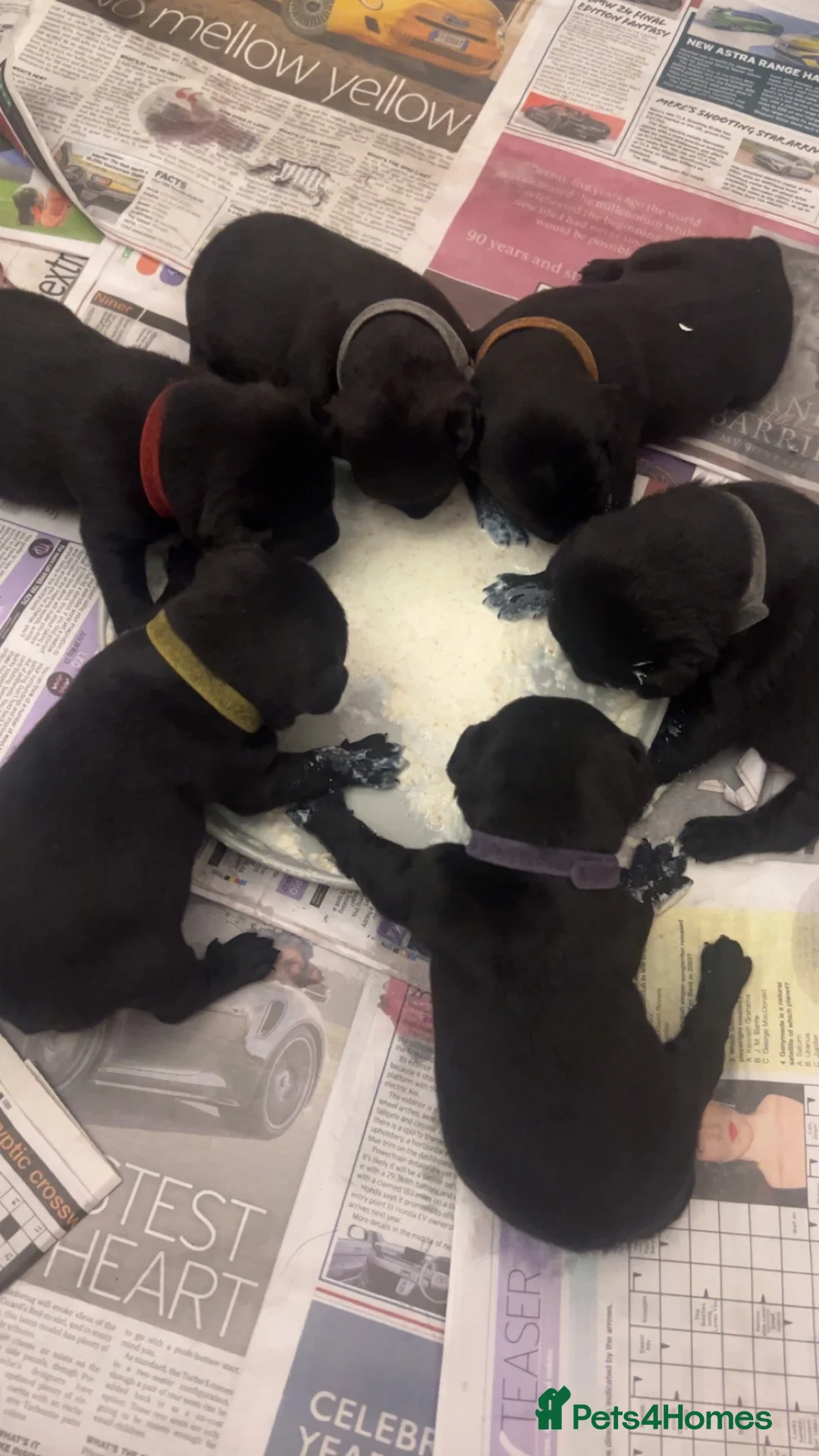 Patterdale Terrier dogs for sale: Patterdale terrier  - Advert 1