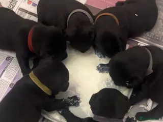 Patterdale Terrier dogs Patterdale terrier - Advert 3