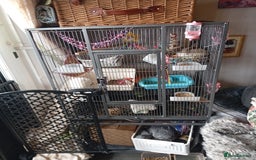 Ringnecks birds for sale: Male rats white and white and brown  - Image 12